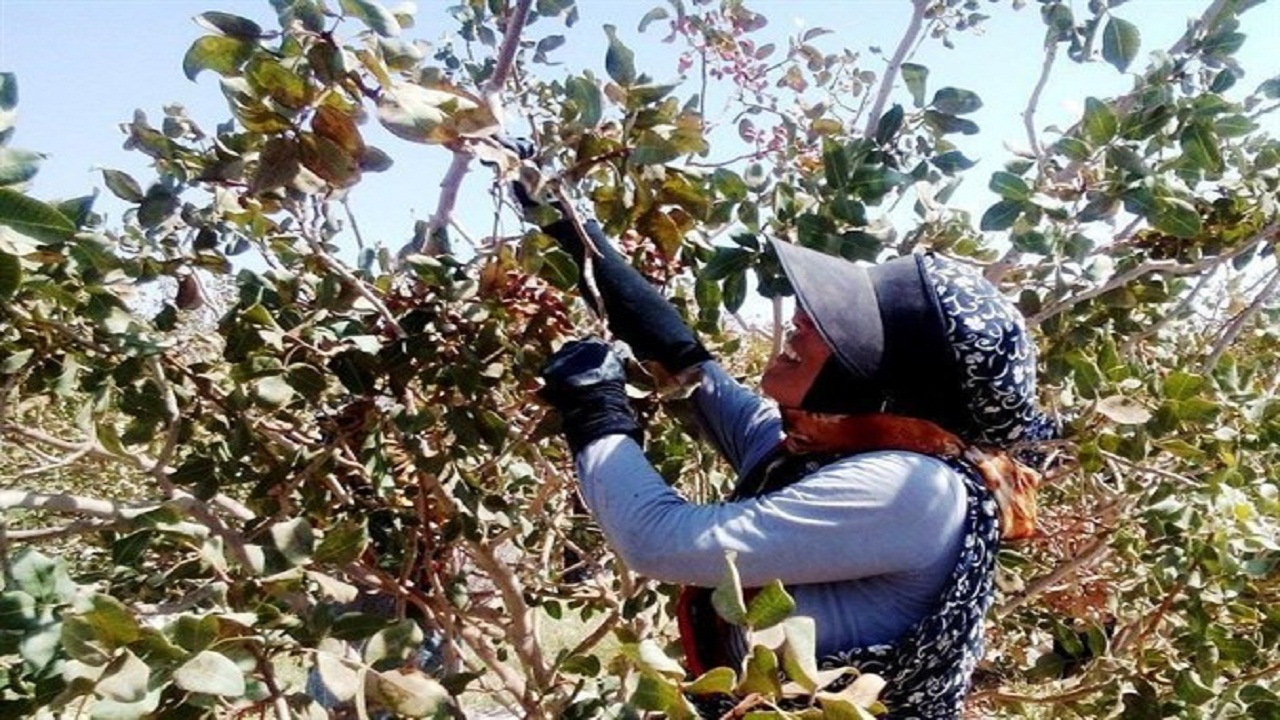 برداشت طلای سبز از مزارع دامغان