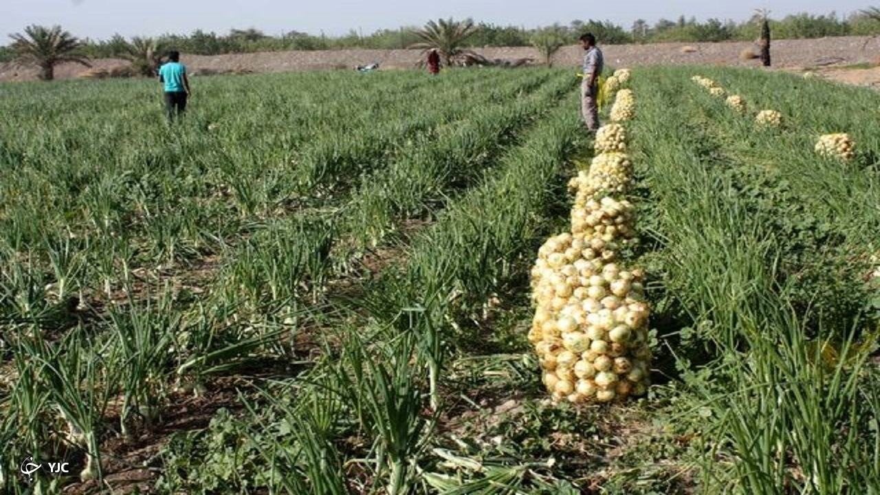 برداشت بیش از ۱۶۶ هزار تن پیاز از مزارع آذربایجان غربی