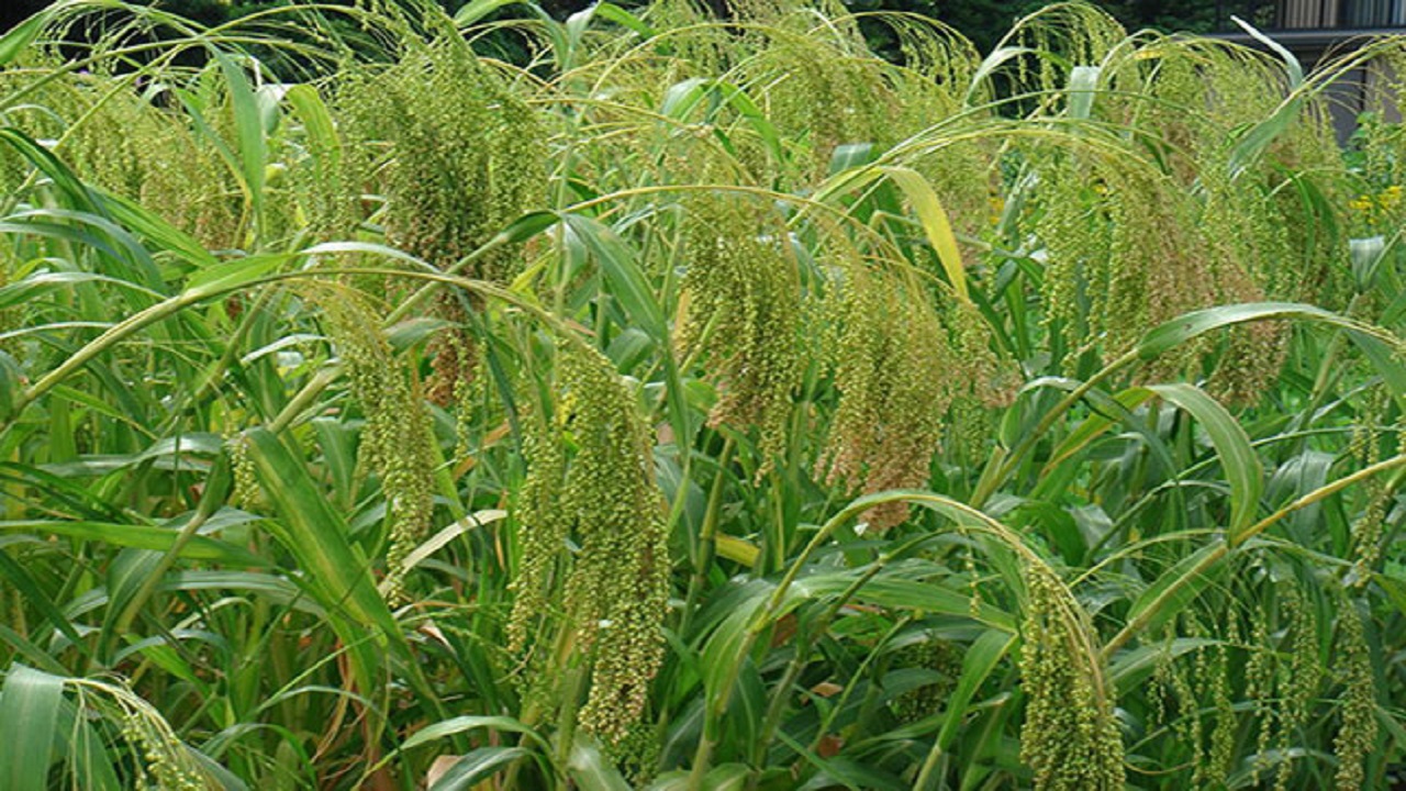 برداشت ارزن دانه‌ای در شهرستان سربیشه