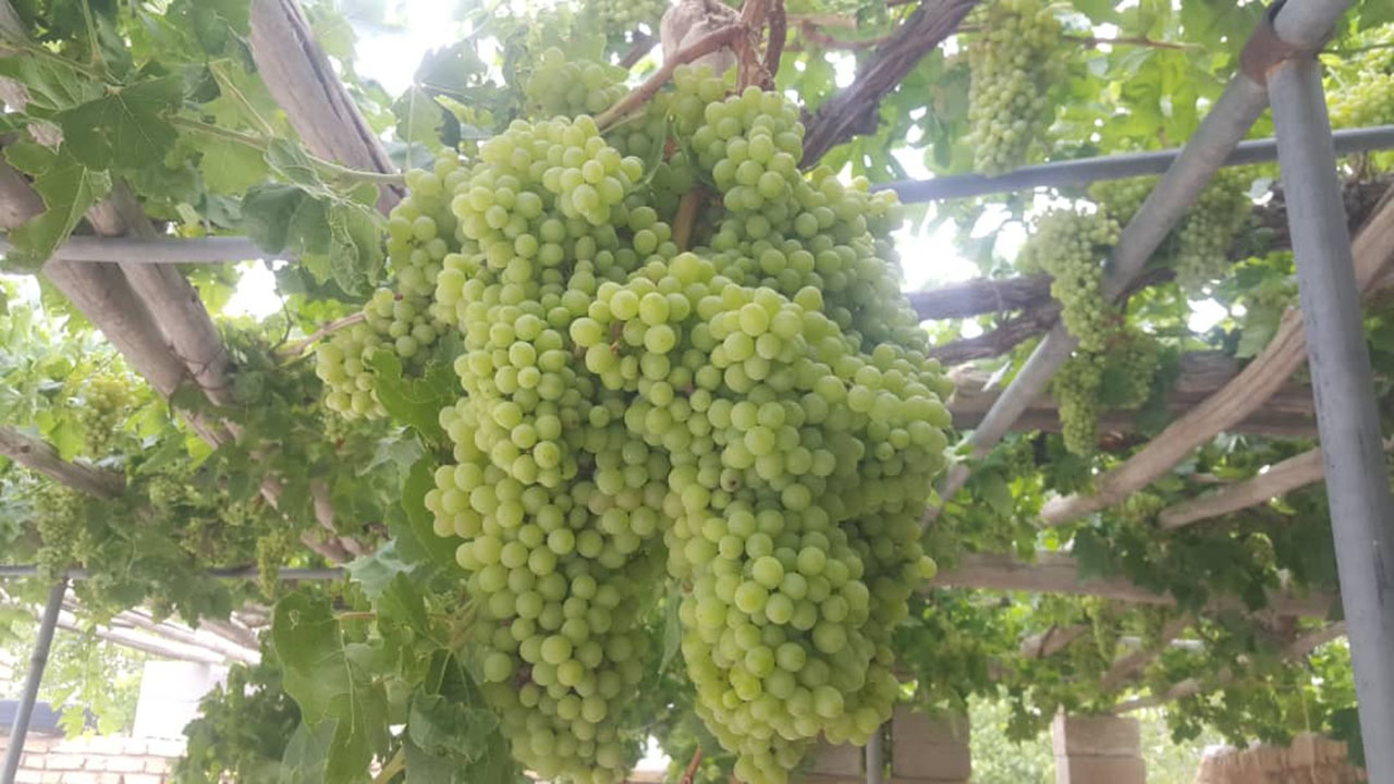 شهریور و خودنمایی دانه&zwnj;های طلا بر سر درختان انگور