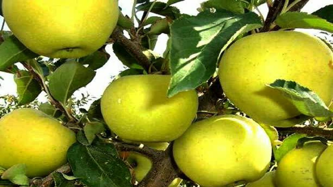 برداشت سالانه ۳۵ هزار تن سیب درختی در لردگان