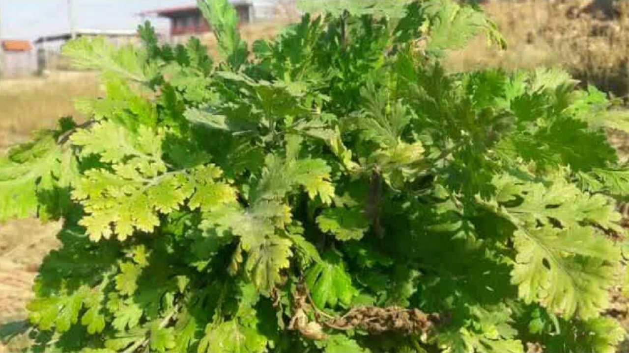 آغاز برداشت گیاهان دارویی در کوهرنگ