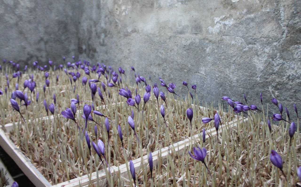 کشت زعفران در دل کویر