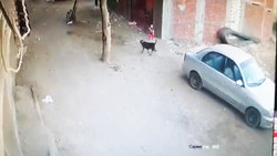 زنده خوردن یک جوجه توسط اسب! + فیلم