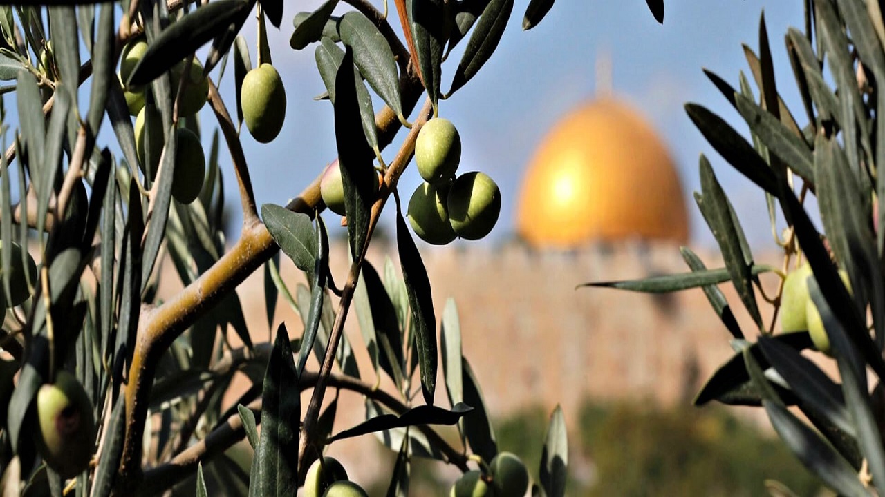 چرا صهیونیست‌ها از درختان زیتون فلسطینی‌ها هراس دارند؟