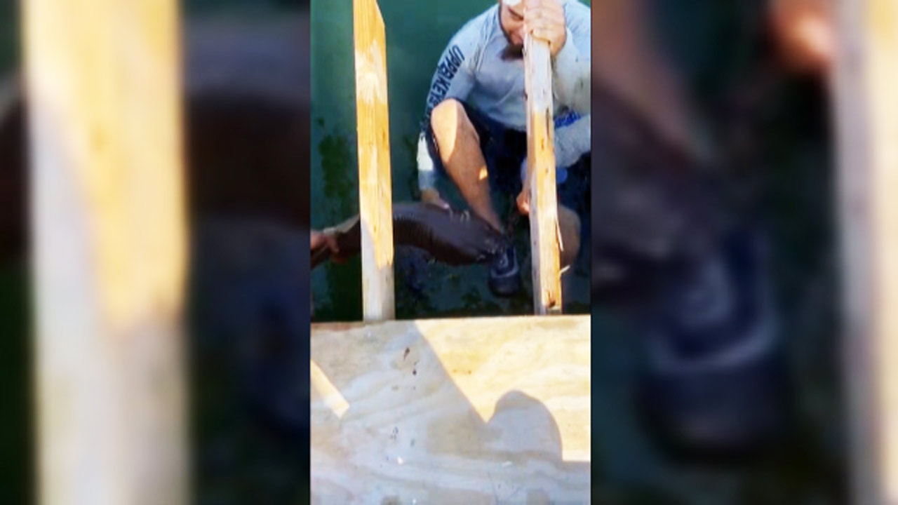دفع حمله کوسه با چکش! + فیلم