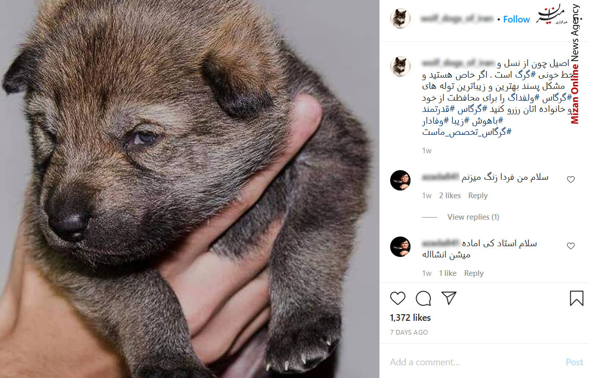تجارت با توله گرگ&zwnj;های ۱۰ میلیون تومانی + تصاویر