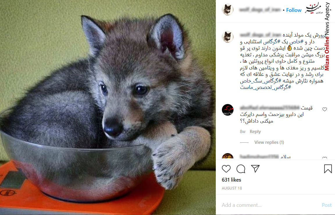 تجارت با توله گرگ&zwnj;های ۱۰ میلیون تومانی + تصاویر