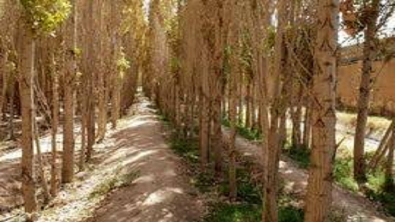 زراعت چوب در استان سمنان توسعه می‌یابد