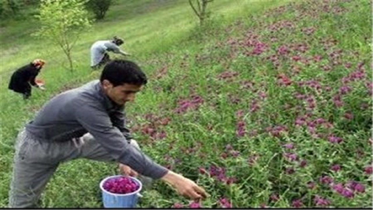 شناسایی ۴۳۰ گونه گیاهان دارویی در استان اردبیل
