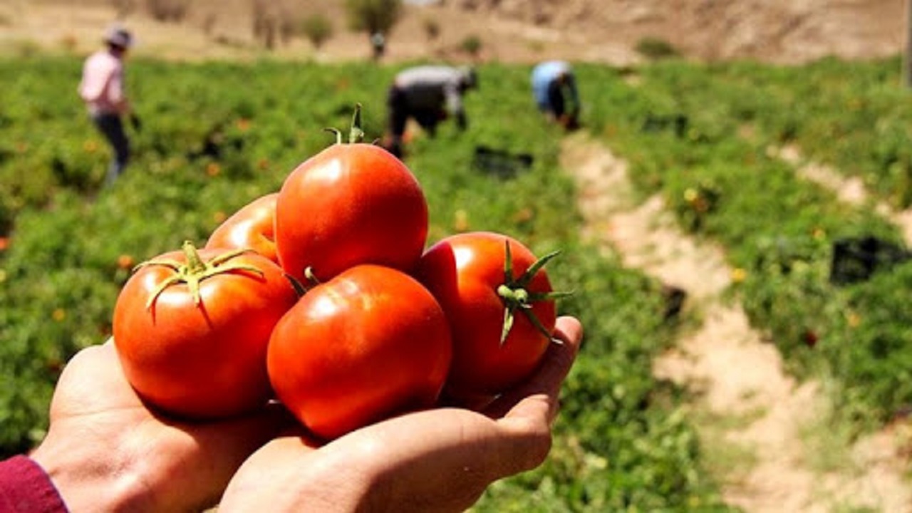 قصه دنباله دار گرانی اجناس/ این بار گرانی گوجه فرنگی و پیاز