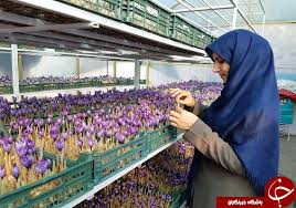 کشت زعفران بدون استفاده از آب و خاک