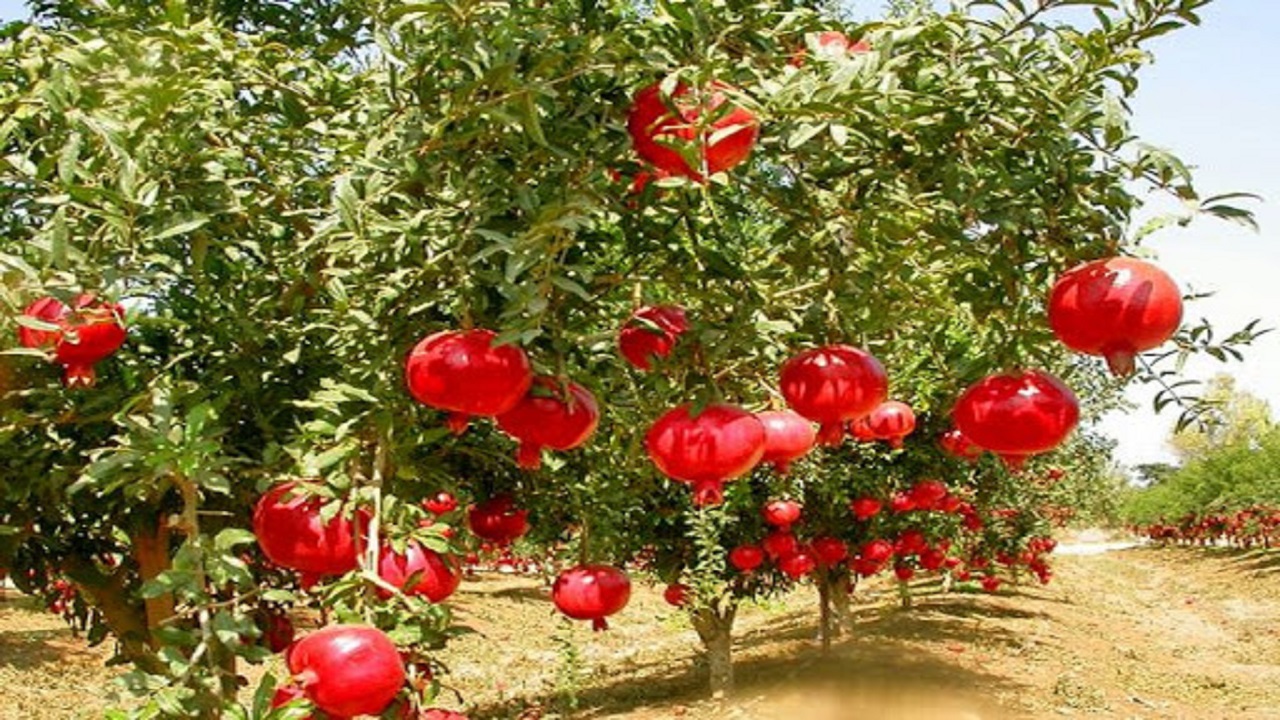 پیش بینی برداشت۲۳ هزار و ۶۵۰ تن انار در قم