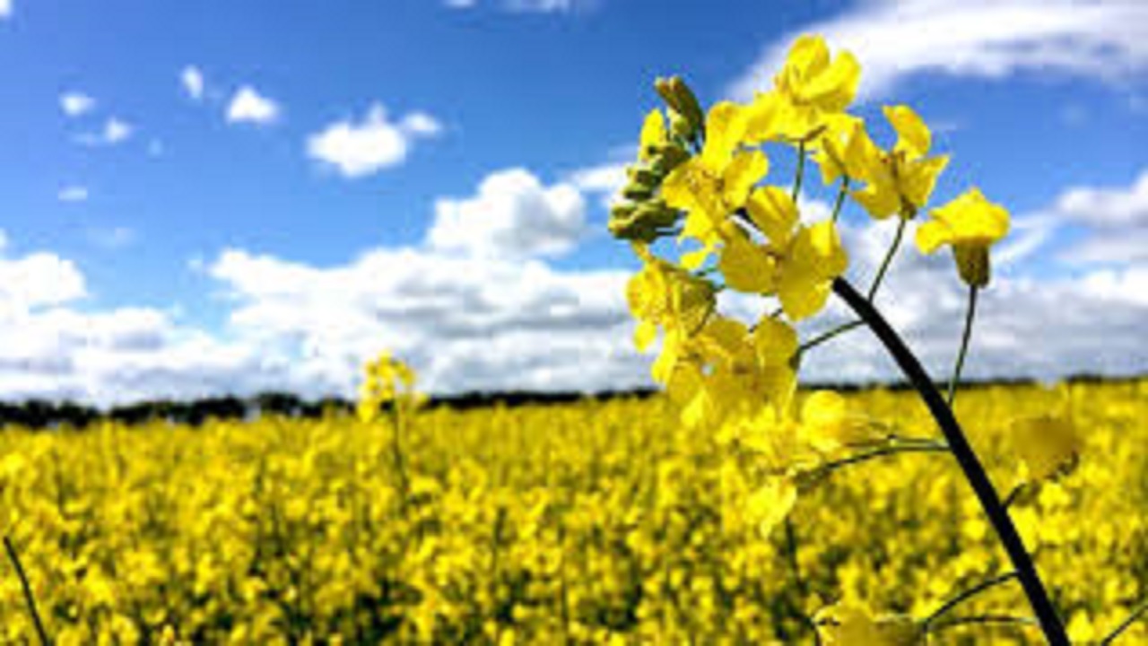 توزیع بذر کلزا و گندم برای کشت پاییزه در خرمشهر