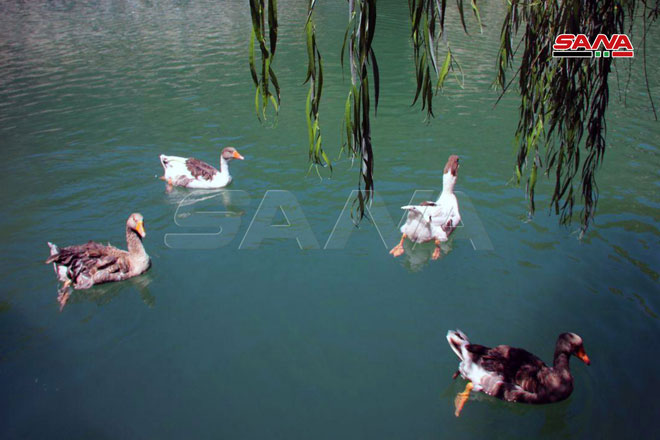 تصاویری زیبا از مناطق مختلف سوریه