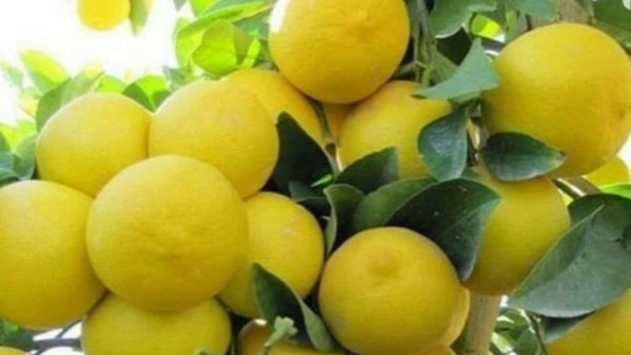 تولید لیمو شیرین در قیروکارزین