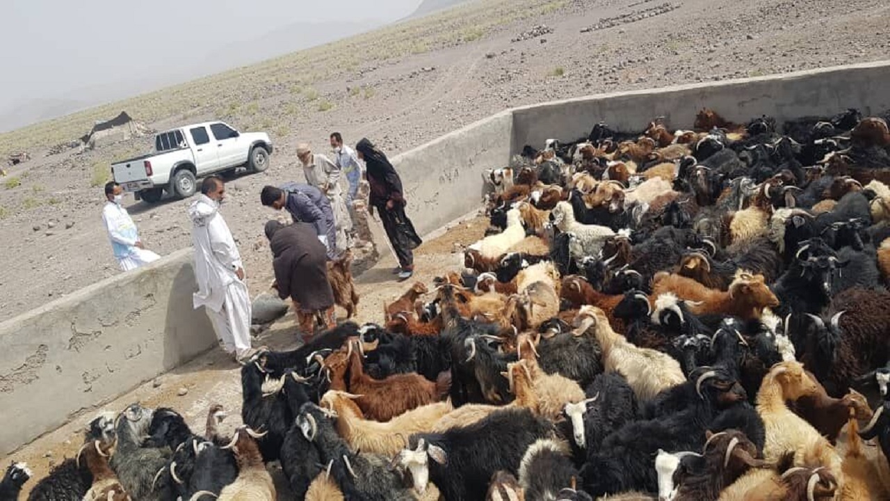 افزون‌بر ۱۰۰ هزار راس دام در ایرانشهر واکسینه شدند