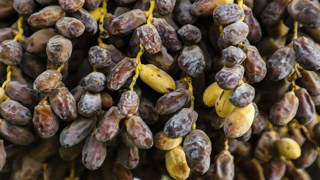 ایجاد شهرک تخصصی خرما نیاز دشتستان