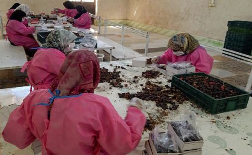 ایجاد شهرک تخصصی خرما نیاز دشتستان