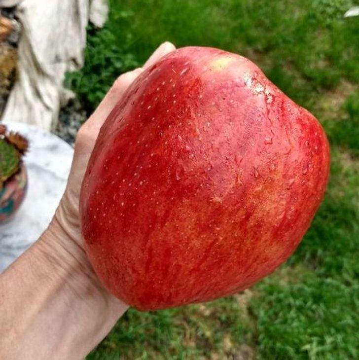 عکس هایی جالب از اندازه های عجیب