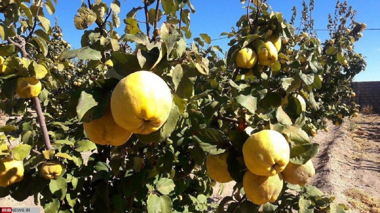 آغاز برداشت میوه به از باغات آذربایجان غربی