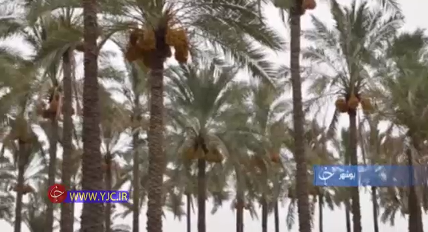 از مشکلات اینترنت و شبکه شاد در مناطق مرزی تا حسرت این روزهای نخل داران بوشهر+فیلم