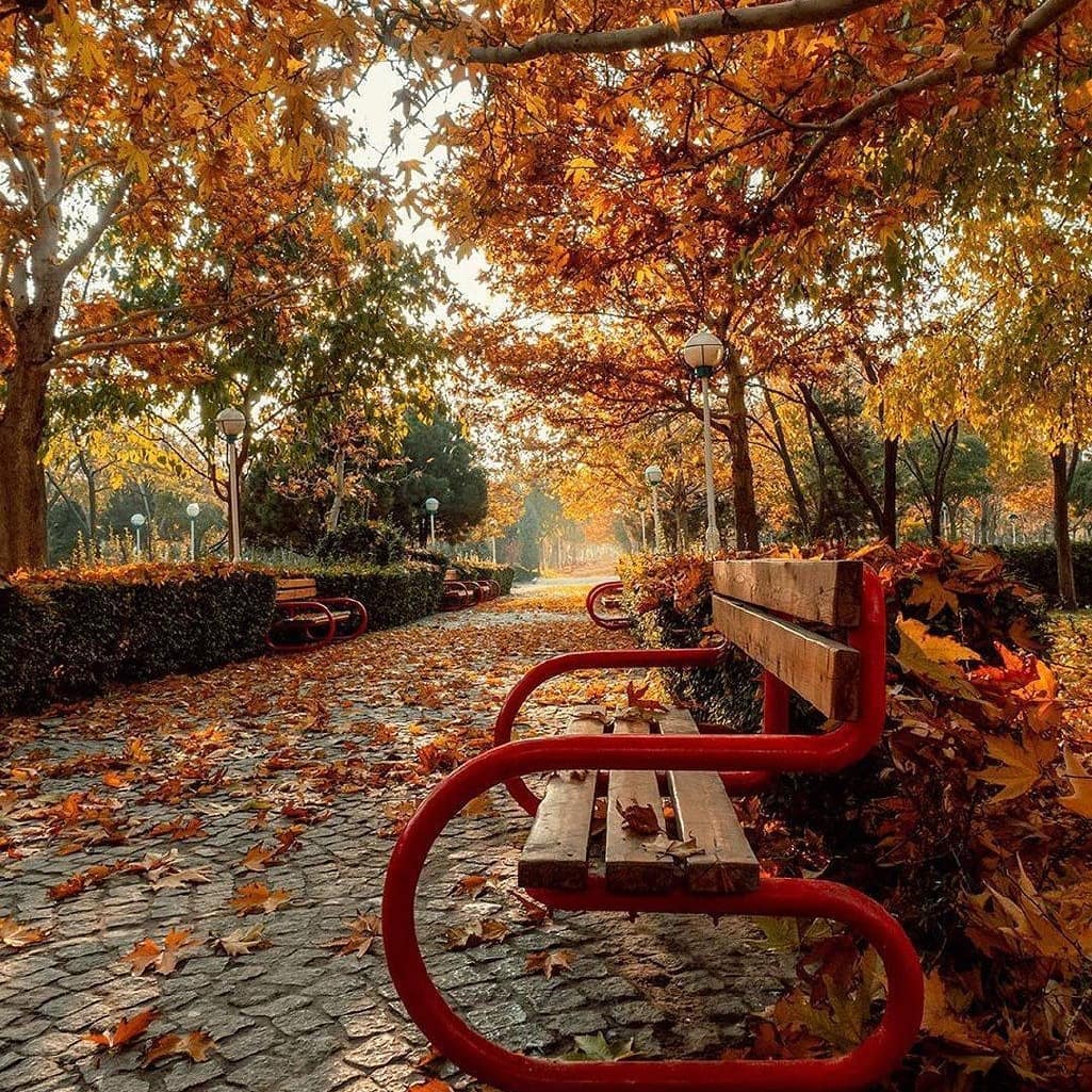 نقش دل فریب رنگ ها در قاب پاییز