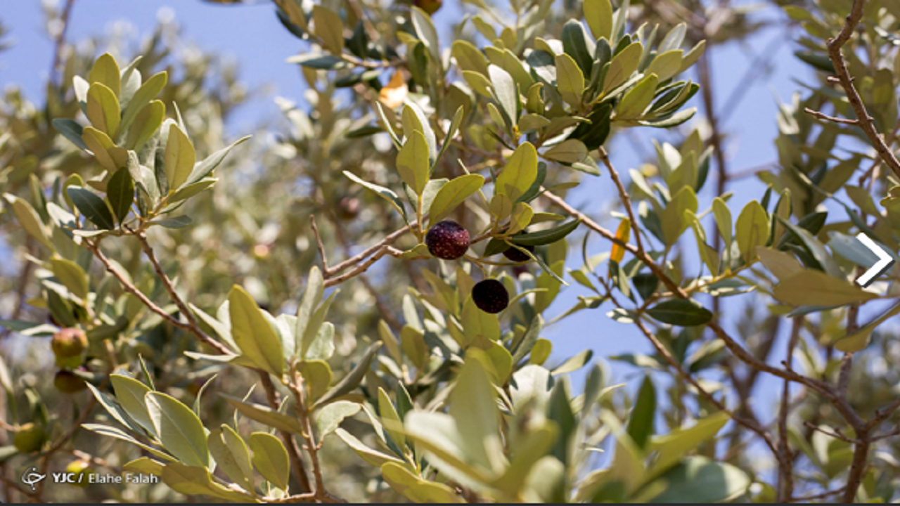 نقش کمرنگ روغن زیتون در سبد خانوار/ وضعیت تولید زیتون در ایران چگونه است؟