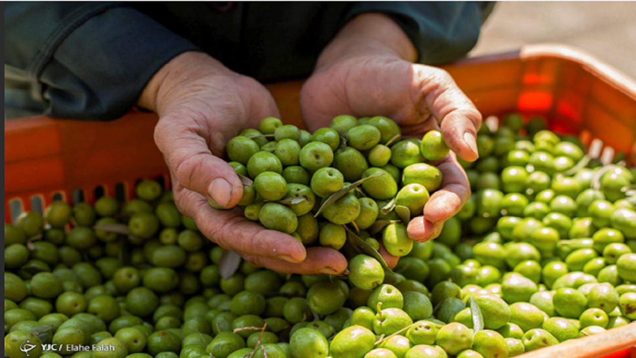 نقش کمرنگ روغن زیتون در سبد خانوار/ وضعیت تولید زیتون در ایران چگونه است؟