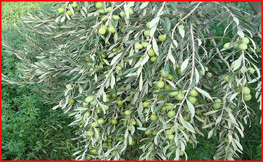 گیلان سومین قطب تولید زیتون در کشور