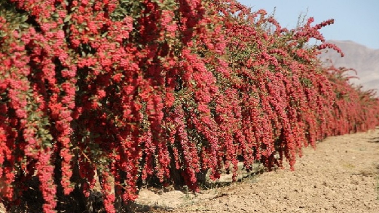 لبخند زرشک کاران به تلخند تبدیل شده است