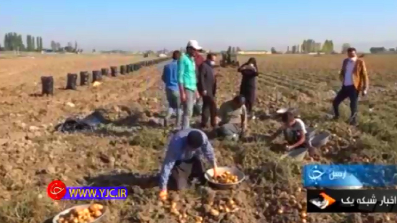 گلایه کشاورزان اردبیلی از پایین بودن نرخ محصول سیب‌زمینی+فیلم