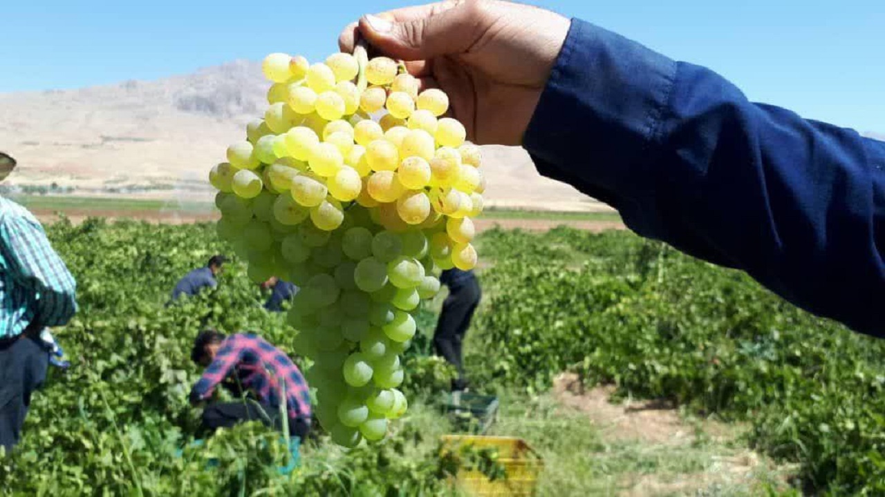 ثبت برداشت ۱۲۹ تن انگور از هر هکتار در شهرستان کیار