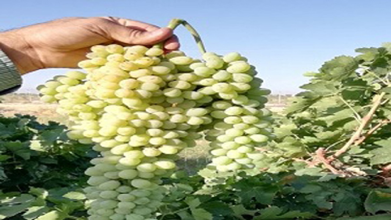 رشد پنج در صدی برداشت انگور در ابرکوه