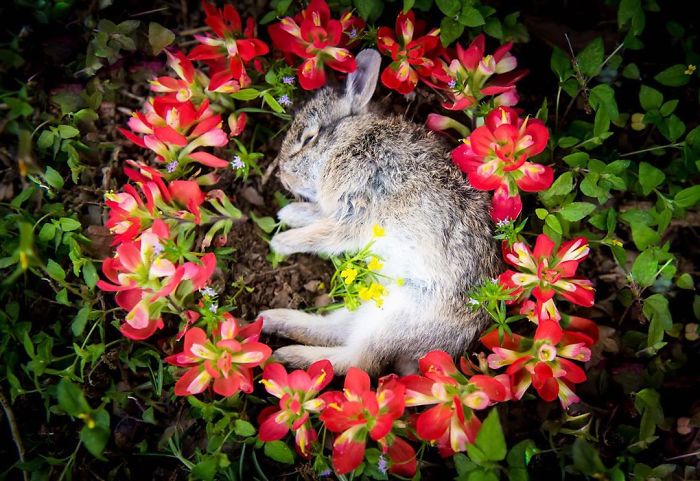 ادای احترام به حیوانات