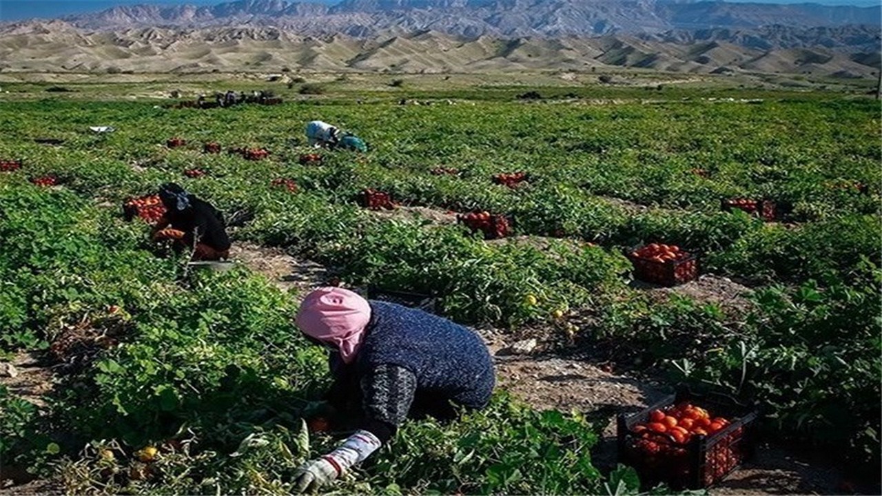 پرداخت ۳۵ میلیارد ریال غرامت بخش زراعت در خراسان رضوی