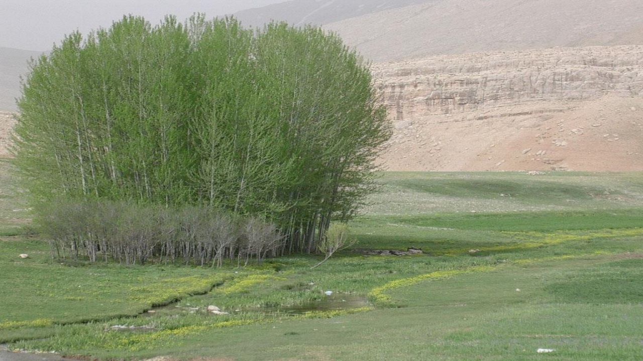بیش از ۱۰۰ میلیارد تومان در طرح دیمه تا کنون هزینه شده است