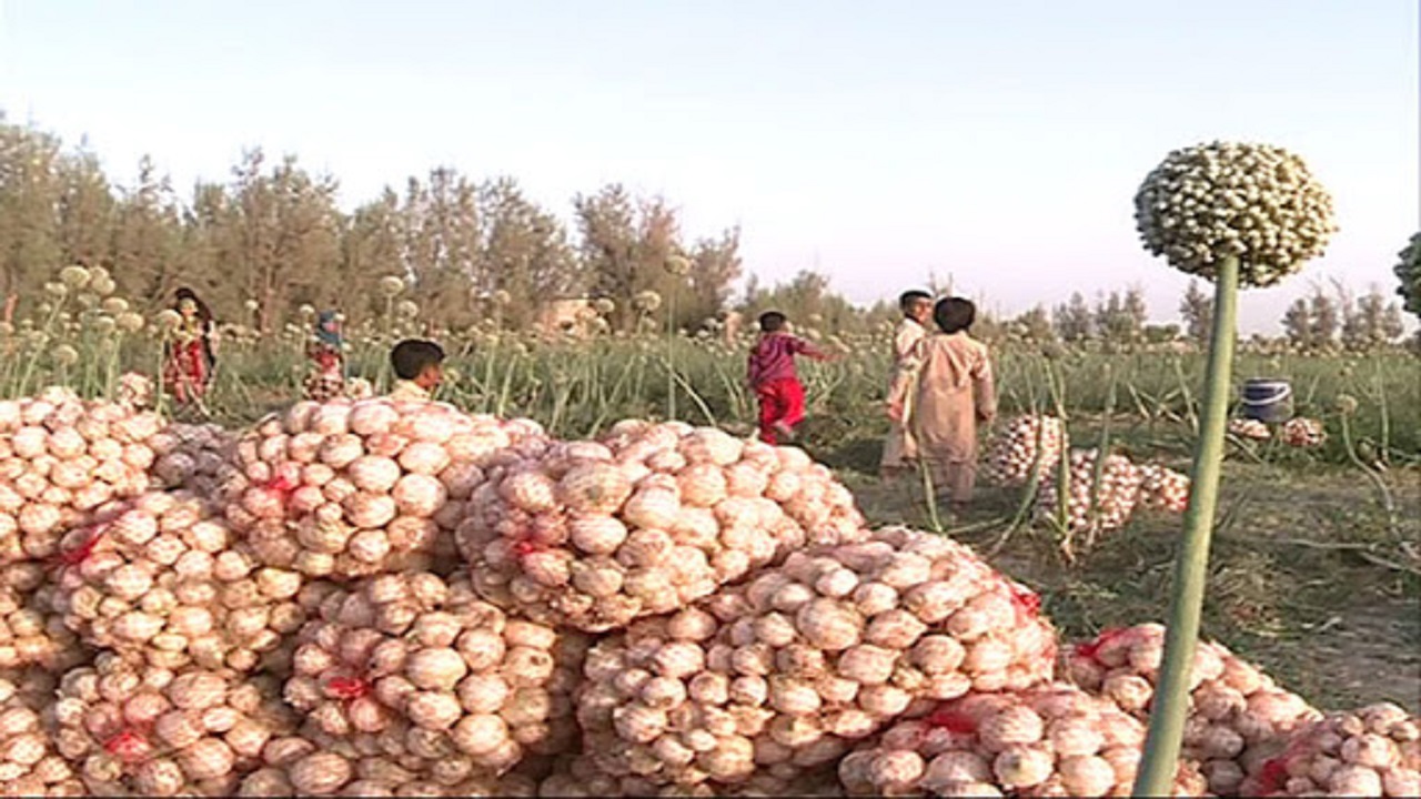 کشاورز میاندوآبی از هر هکتار ۲۰۳ تن پیاز برداشت کرد