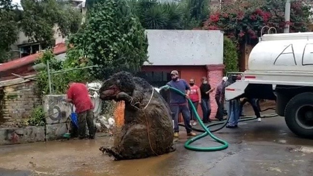 پیداشدن موش غول پیکر عجیب در فاضلاب شهری مکزیک!