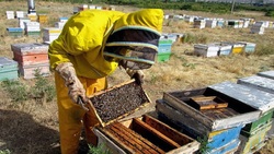 سرشماری پاییزی کلنی زنبور عسل