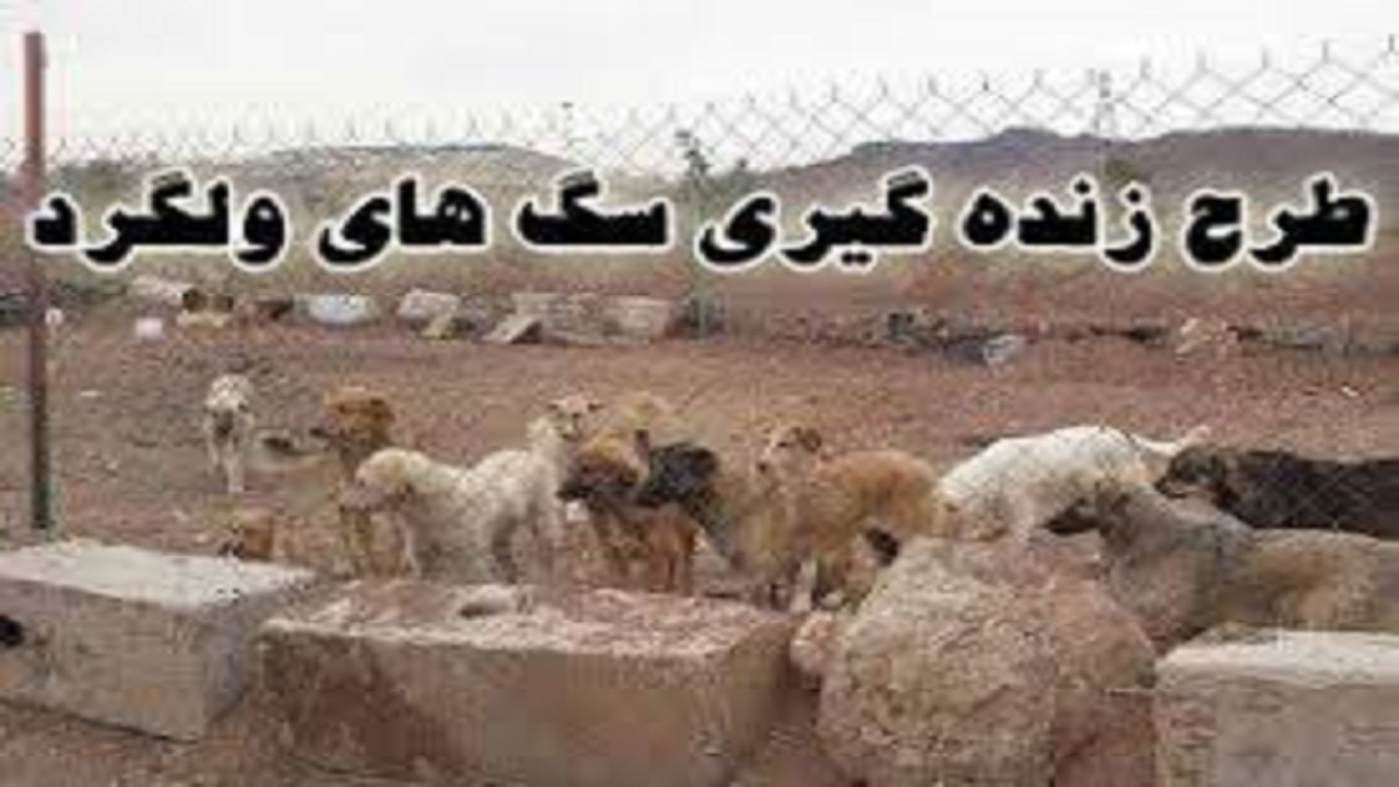 زنده گیری سگ‌های ولگرد درخراسان جنوبی / شهروندان مشکل سگ‌های ولگرد را به ۱۳۷ اطلاع دهند
