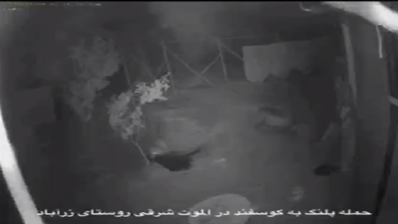 پلنگ مهمان ناخوانده یک الموتی