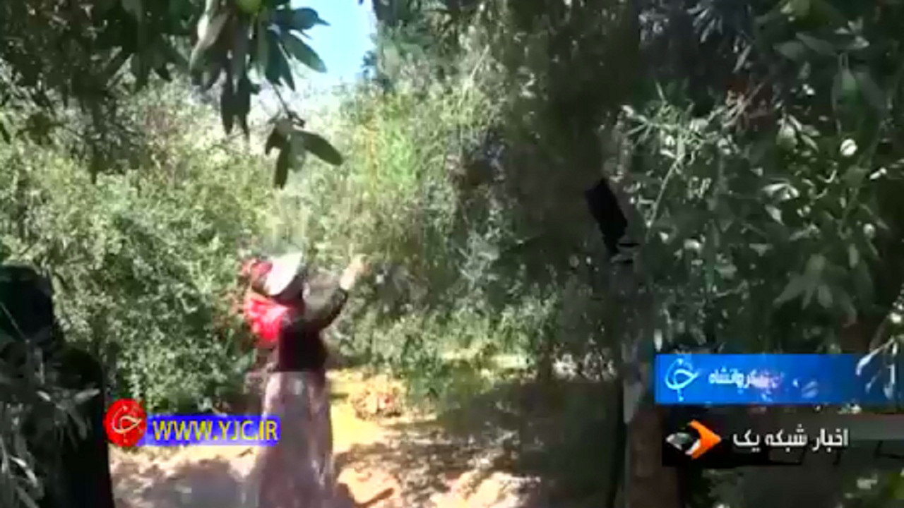 از ۲۸ سال تلاش برای شیرین کردن کام مردم تا روایت ۲۴ شهید خانواده بهرامی+فیلم از ۲۸ سال تلاش برای شیرین کردن کام مردم تا روایت ۲۴ شهید خانواده بهرامی+فیلم