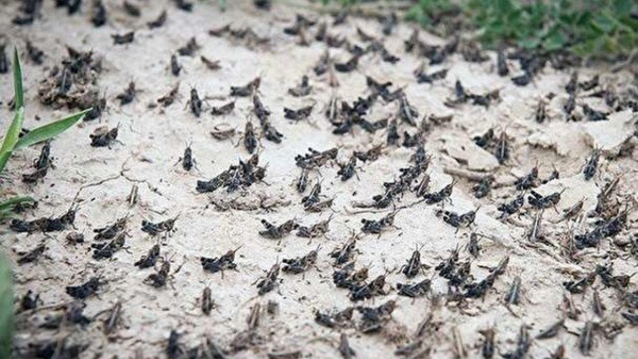 افزایش ۲۰ برابری مبارزه با ملخ در خراسان جنوبی /موج جدید هجوم ملخ‌ها در آبان