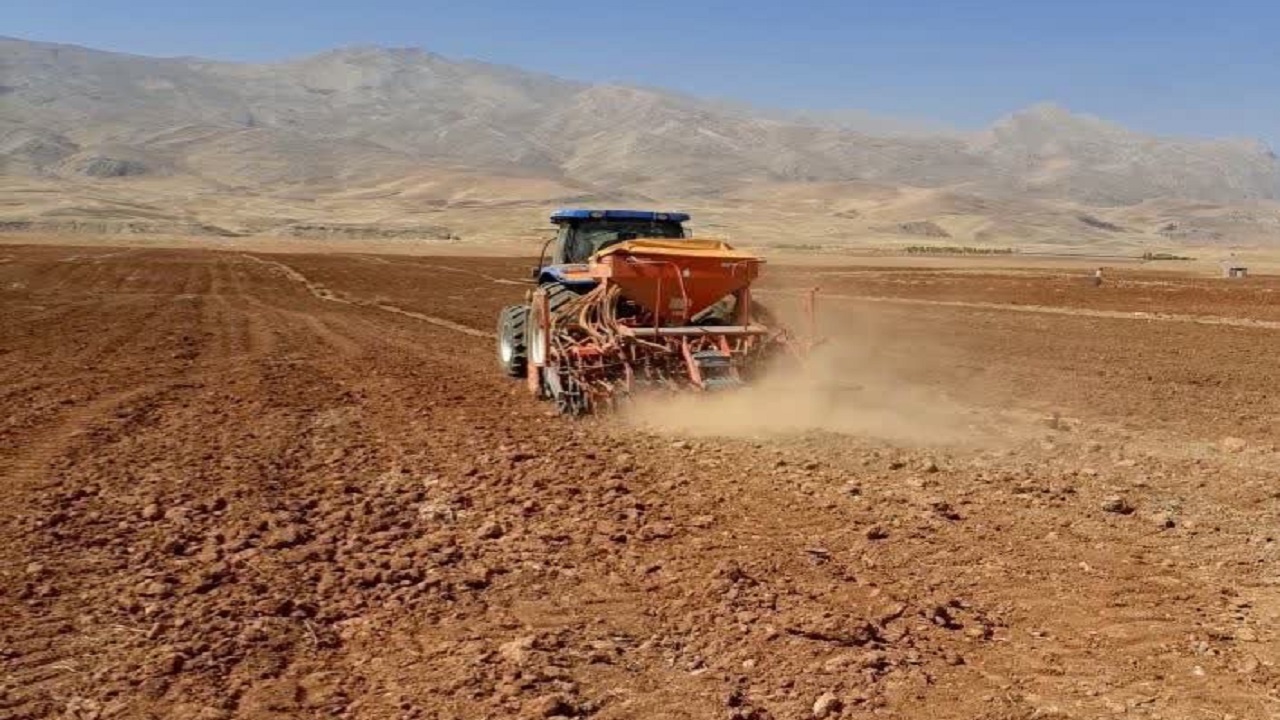 کشت دانه روغنی کلزا در اراضی کشاورزی اردل