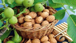 برداشت گردو از باغات سامان
