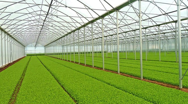 افتتاح یک واحد گلخانه ای در شهرستان اهر