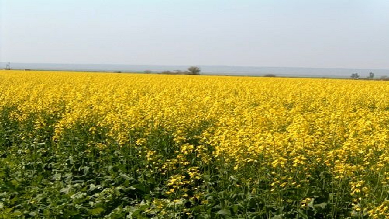 تاکید بر کشت‌های راهبردی و کلزا در خوزستان
