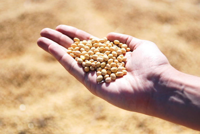  لوبیای سویا