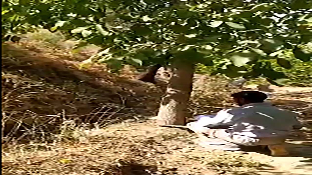 قطع شدن درختان گردو در خوانسار + فیلم